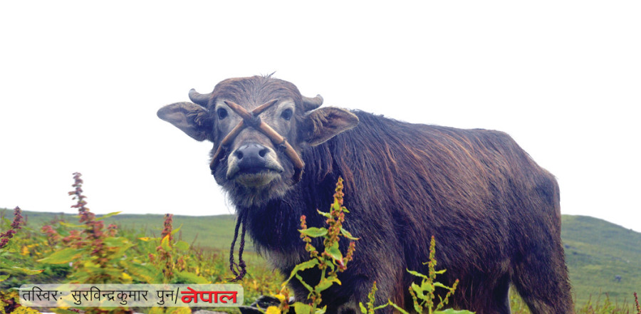 थोत्ने सास्ती थोत्ने सास्ती